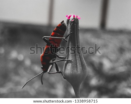 Beautifull insect with "No color world"