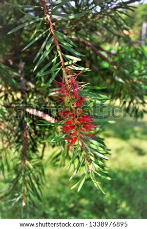 The flower of the Callistemon viminalis sprouting in the park