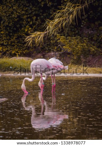 Beautiful view of a group with pink flamingos in a lake