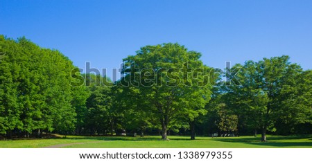 garden trees in sunny day