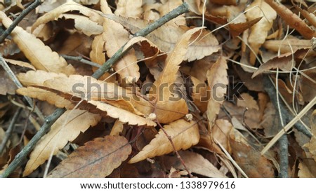 Dried brown leaves on floor during autumn season. Leaves background for text and messages