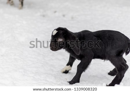 Baby Boer Goat with lop ears in winter snow, black and white