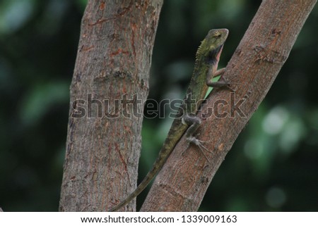 chameleon on the fence