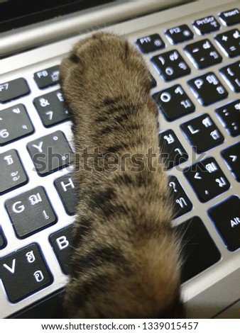 Tabby cat working at the computer, Funny Cat
