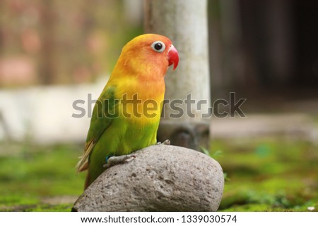 Portrait love bird on stone