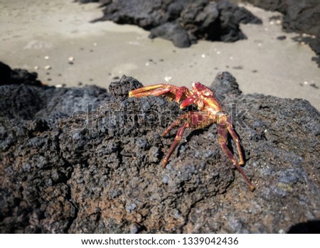 A red crab skeleton resting on black Hawaiian lava rock.