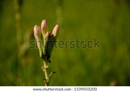 Very close up beautiful buds of rajnigandha or tuberose growing in the field, selective focusing