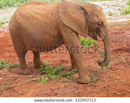 Baby elephant stands in profile. Sheldrick Elephant Orphanage in Nairobi, Kenya.