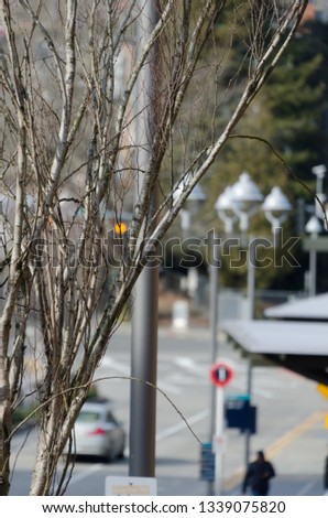 Early spring and bare tree branches  at 3rd street in Kirkland, Washington
