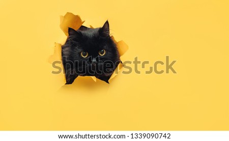 Funny black cat looks through ripped hole in yellow paper. Peekaboo. Naughty pets and mischievous domestic animals. Copy space. Royalty-Free Stock Photo #1339090742