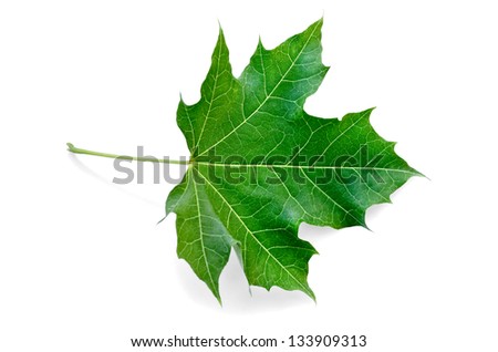 Green maple leaf isolated on white background Royalty-Free Stock Photo #133909313