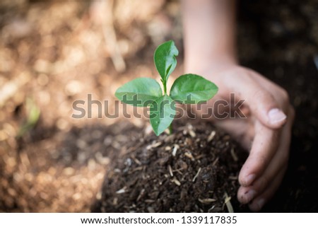 Hand protects seedlings that are growing, Environment Earth Day In the hands of trees growing seedlings, reduce global warming, concept of love the world. 