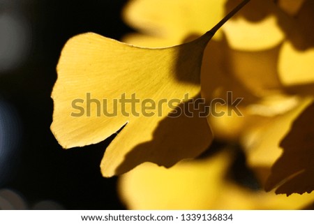 The picture of light and shade is painted by the sun on leaves of a ginkgo biloba original in a form and monophonically yellow on color.