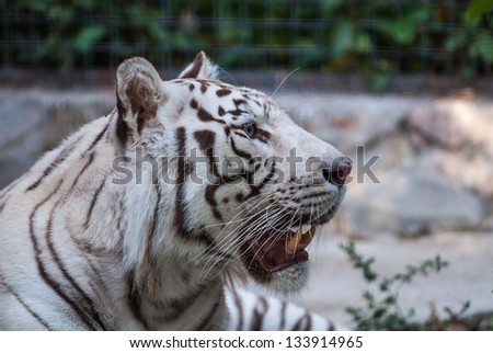 high-res picture of Tiger albino on an artistic background