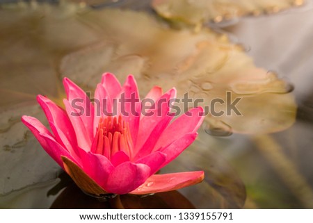 Selective focus close up shot of single pink lotus flower blossom blooming with blurred clear water in the pond and lotus leaf. The meaning of purity and devotion in buddhism.