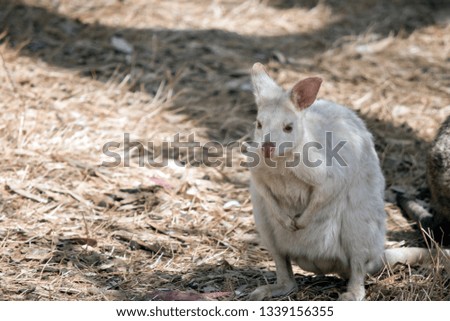 the albino wallaby  is in a field hiding in the shadows