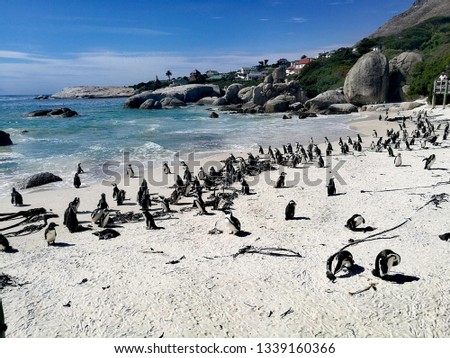 penguins​ ​in​ south​ africa​