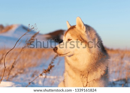 Profile Portrait of Beautiful, attentive and free siberian Husky dog sitting on the hill in the withered grass at sunset.