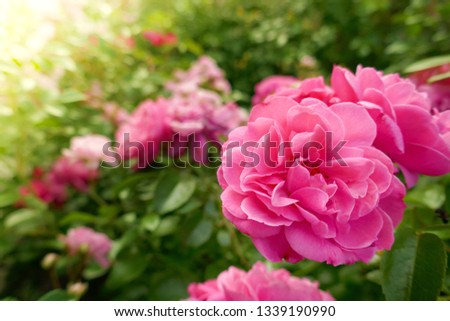 Rose flower. Pink tender rose close-up in the sun in the garden. Floral nature background.
