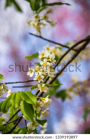 Closeup of white Wild Himalayan Cherry flower, Thailand.