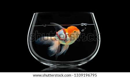 Goldfish with shark fin swim in fish bowl, Gold fish in black water . Mixed media