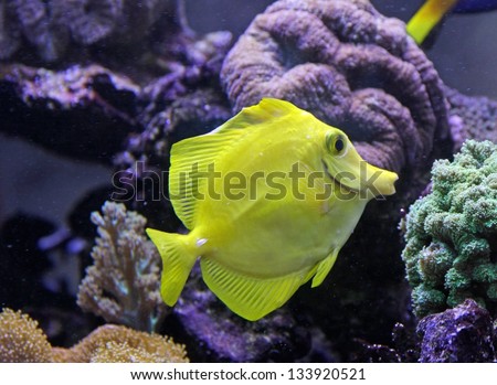 beautiful and bright tropical fish swimming in an aquarium