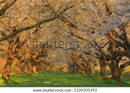 Spring cherry tree roadside trees