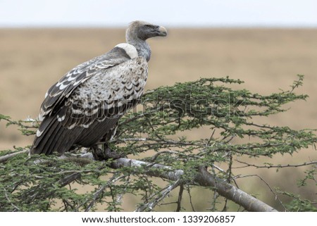 vulture birds sitting on a tree