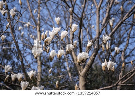 Magnolia blooming in the park in spring