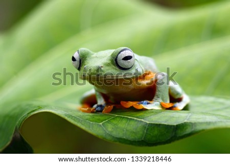 Flying frog, Tree frog sitting on leaves