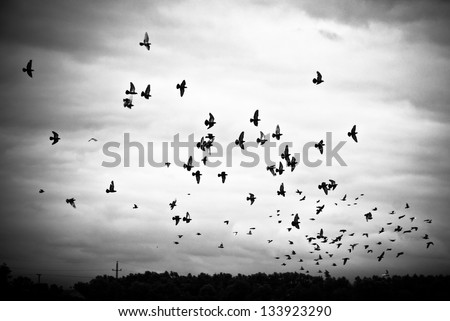 Pigeons flying in the sky in groups, black&white Royalty-Free Stock Photo #133923290