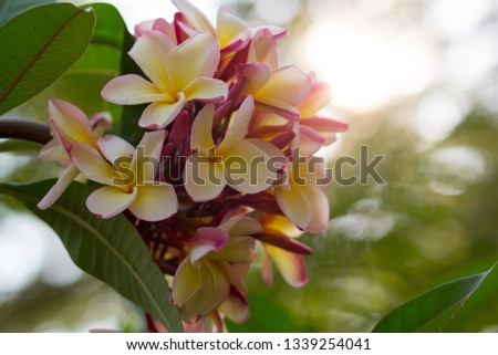 Beautiful of Plumeria flower which is national flower in Laos, call DOK CHAMPA