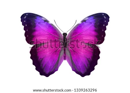 beautiful butterfly isolated on white. multicolor insect. tropical animal. template for design