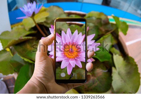 Hand holding mobile phone and take a photo colorful lotus flowers on blurred background with sunlight. 