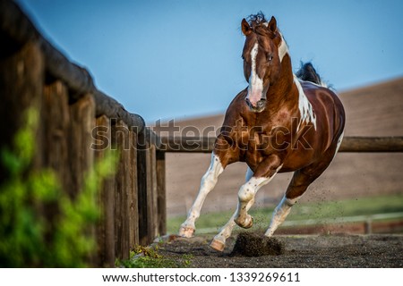 American Paint Horse Royalty-Free Stock Photo #1339269611