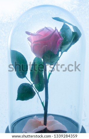 Pink rose in a glass bulb on the background of frozen window