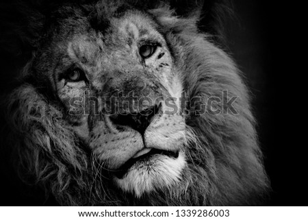 Lion portrait close up, black and white