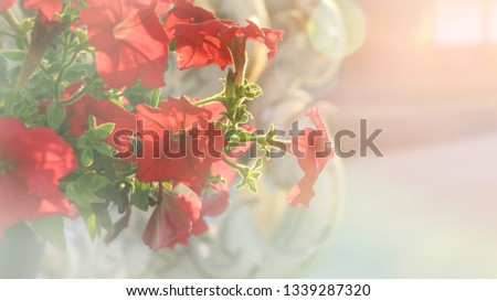 Red flowers with soft light, dreamy images,Soft and blur focus