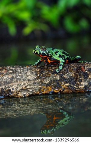 Oriental Fire Bellied Toad, Fire belly small toad on wood with reflections