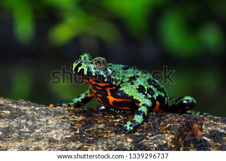 Oriental Fire Bellied Toad closeup on wood Royalty-Free Stock Photo #1339296737