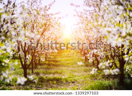 Apple garden, blossom on tree.  Flowering orchard in spring time. Seasonal background. Flowering orchard in spring time. Scenic image of trees in dramatic garden. Beauty of earth, Ukraine. 
