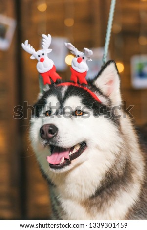Husky black and white color. Wooden screen. Portrait photo of husky dog. Glowing garland. Photos are hung on ropes. A dog with a Christmas headband. Brown eye.