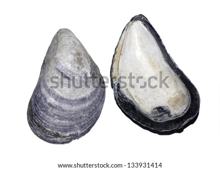 The shell of a blue mussel Royalty-Free Stock Photo #133931414