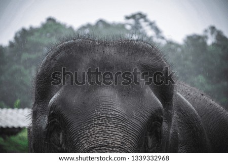Moody picture of an elephant - many details