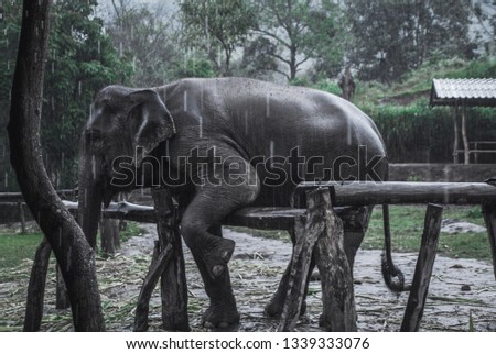 Moody picture of an elephant in Thailand.