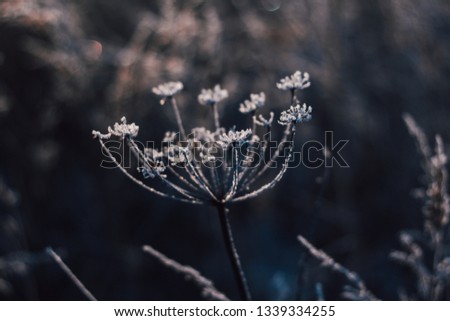 Dried gray-black flower Bush under the snow in winter. Close-up with Golden bokeh.