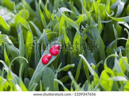 A red hearts heart on the grass with 
dew drops. spring love concept