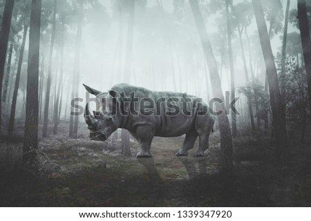 The Rhinoceros is walking in the forest