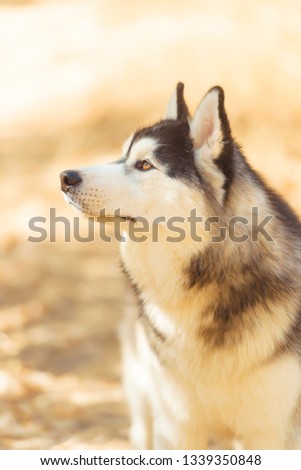 Husky black and white color. Brown eye. Walk with a dog in the Park. Sunny weather. Portrait photo of husky. The animal is resting.