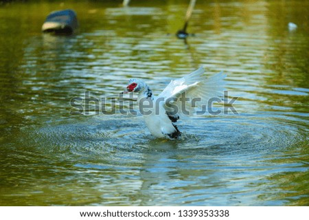 Mandarin duck swimming and playing water in pond